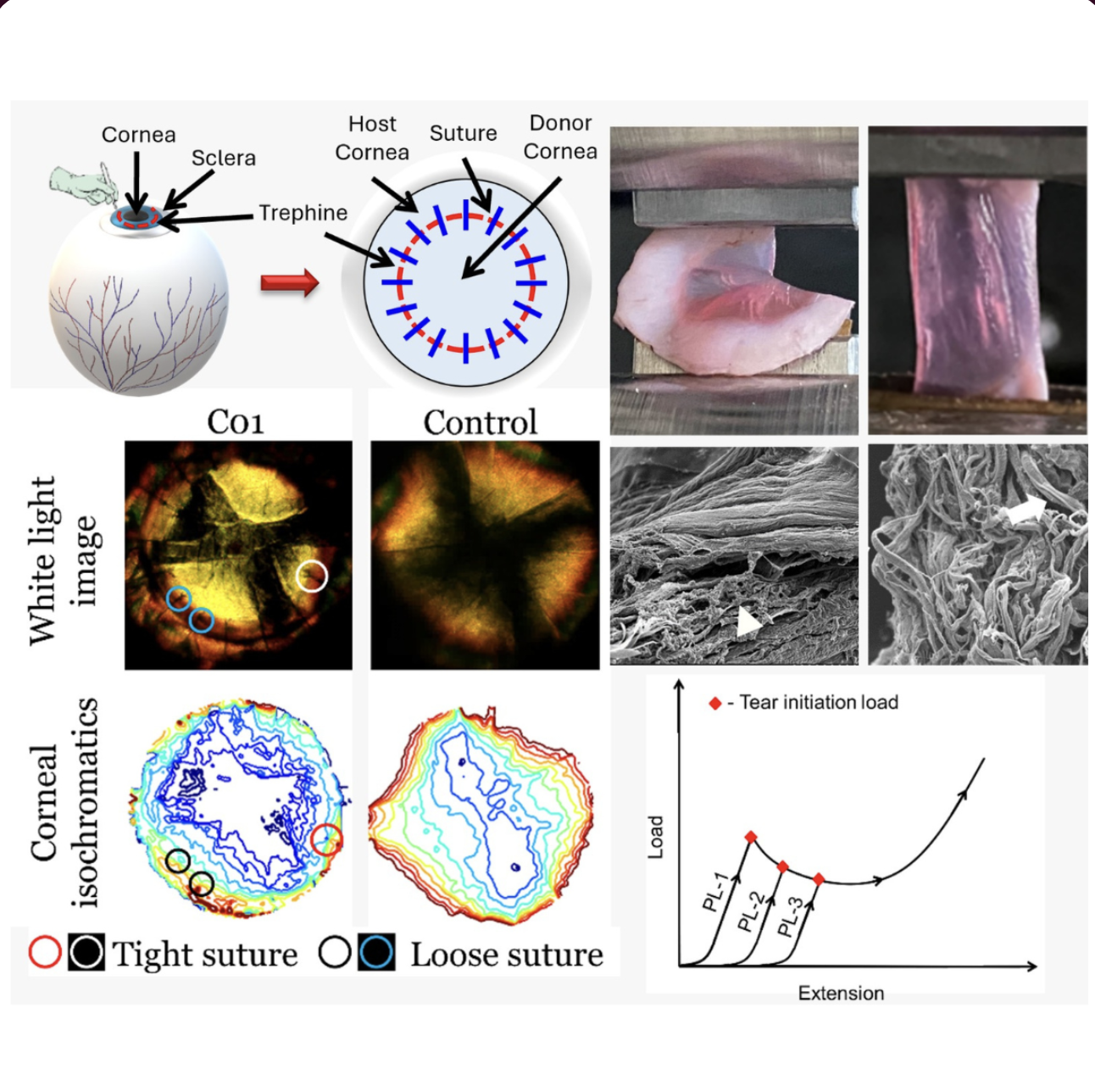 Synthetic Cornea Development